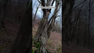 Z nitra listopadového lesa po jeho okraj 🌳 les druhy forest types krivoklatsko [upl. by Yliah]