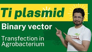 Binary vector ti plasmid  transfection in plant agrobacterium tumefaciens [upl. by Maudie]