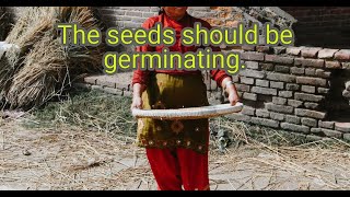 Germinating Sunflower Seeds  3 Ways To Plant Sunflower Seeds 😏🤗 short seeds sunflower germinat [upl. by Eniamzaj]