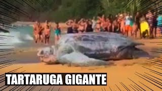 TARTARUGA GIGANTE APARECE NO RIO DE JANEIRO É REAL [upl. by Ecenahs]