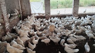 Pakistan Poultry Farm  Pakistan Production  Pakistan farming  part 7 [upl. by Eimma]