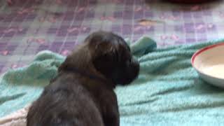 Skye Terrier Puppies Part 1 [upl. by Aroz353]