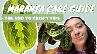 MARANTA PLANT CARE  PROPAGATION  prayer plant tips [upl. by Rozek]