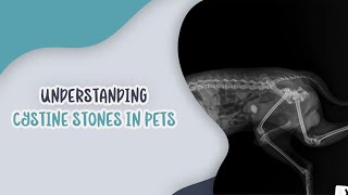 Understanding Cystine Stones in Pets [upl. by Nyrol]