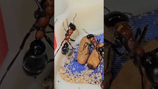 Myrmecia nobilis update [upl. by Antsirhc399]