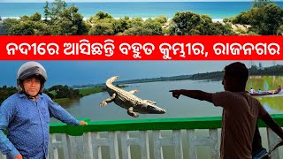 ବାତ୍ୟା ପରେ ରାଜନଗର ନଦୀରେ ପହଁରୁଛି କୁମ୍ଭୀର l Rajnagar l Gouranga Nayak Odia Vlogs [upl. by Enahs853]