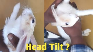 Head Tilt in Rabbit  Why  How  What to do  By Dr SkMishra Vet [upl. by Lhadnek]