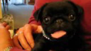 Our pug Maximus [upl. by Tristas]