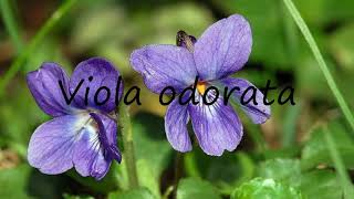 How to Pronounce Viola odorata [upl. by Wyck]