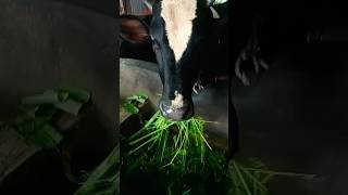 village life cow video YouTube cow shortsvideo video [upl. by Sup]