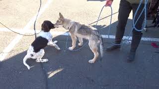 Sociabilisation du chiot  LOrée du Loup [upl. by Fortier]