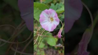 Calystegia sepium Presquile flowers [upl. by Young760]