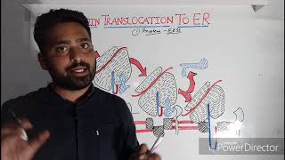 Cotranslational translocation  protein translocation to ER part3 [upl. by Areht]