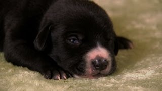 Lab Mix Puppies  Too Cute [upl. by Dazhehs]