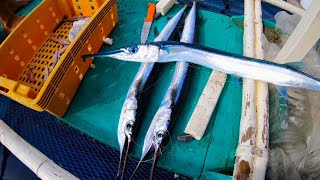 Catching a needlefish for food [upl. by Aiht]