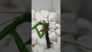 Mantis eating mantis insects mantis [upl. by Nagah316]