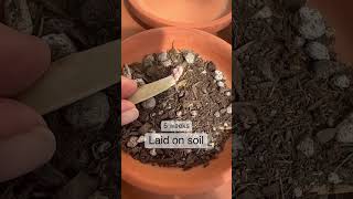 Succulent Tips  Which succulent leaf propagation method works best [upl. by Ahseyn]