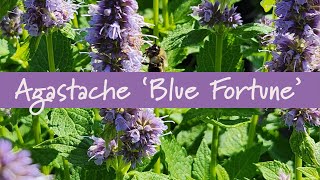 Agastache Blue Fortune at Prides Corner Farms [upl. by Aknaib517]