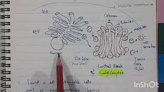 Golgi Complex Structure and Functions Class 11 Biology [upl. by Aissatsana]