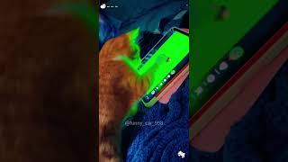 Show your cat oiiaoiia cat😂😂pets cat [upl. by Singband]