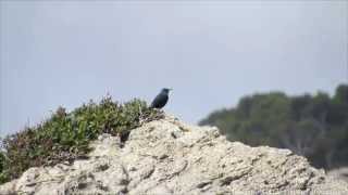 Blaumerle mit Gesang  Blue rock thrush singing  Monticola solitarius 1080p HD [upl. by Herold]