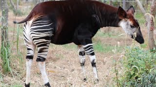 【珍獣】オカピ Okapi よこはまズーラシア [upl. by Sloan]