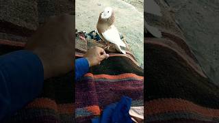 Tukey kabootar full maste viralvideo pigeon kabootar birds pigeonlover pigeonchickgrowthdayby [upl. by Kial]