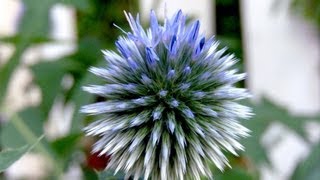 Globe Thistle Echinops  Gardening 101 by Dr Greenthumb [upl. by Ramyaj]