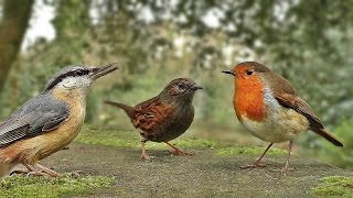 Vidéos Pour Les Chats à Surveiller  Petits Oiseaux [upl. by Falito611]