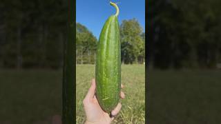 Harvesting Luffa Gourd Sponges🧽 luffa gardening country fall homestead [upl. by Payton]