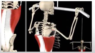 Rhomboids VS Lats  Learn Proper Pulling Ratios [upl. by Ennad]