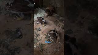 44 days tetra aseelpakistan chicken beautifulanimals viralvideo aseel aseel birds [upl. by Ecirtac]