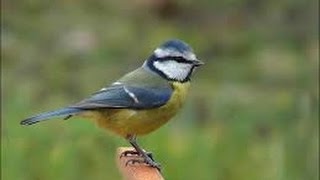 Mésange bleue Chant Cyanistes caeruleus  2017 [upl. by Renee539]