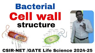 Bacterial cell wall I Gram positive and negative bacteria l CSIRNET l GATE life Science [upl. by Htelimay]