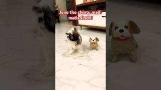 Part10 🐶Juno tho Chintu malli matladindhi 😱 [upl. by Nevai162]