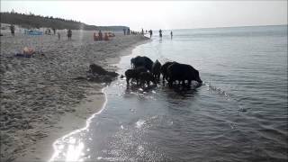 Wildschweine am Strand [upl. by Neemsaj897]