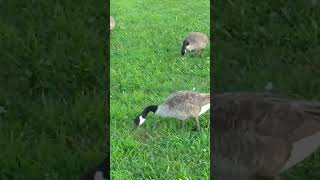 Geese at Newington High School track connecticut geese birdlovers [upl. by Acile]