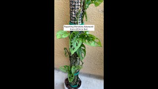 Repotting Monstera Adansonii From LECA to Soil [upl. by Chew371]