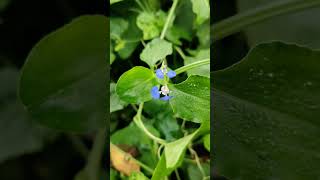 Spiderwort Benghal Dayflower  flowers nature garden morning [upl. by Brent615]