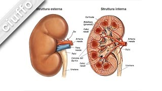 Fisiologia dei Reni [upl. by Ettenel]