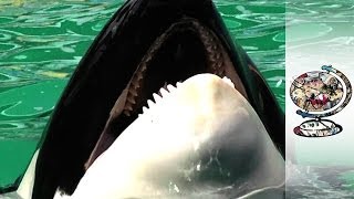 How are Killer Whales at SeaWorld Helping Whales in the Wild [upl. by Yltnerb]