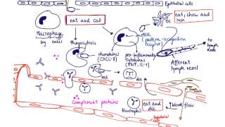 Brandls Basics Innate immune response to extracellular bacteria [upl. by Janos]