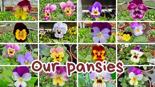 OUR PANSIES 202425  VFM [upl. by Eelanaj]