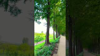 메타세콰이어 가로수길 Metasequoia way [upl. by Nniuq]