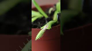 Feeding the real piranha plant carnivorousplants flytrap plants [upl. by Neu211]