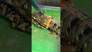 Grill Giant Lobster BBQ food seafood lobster thailand [upl. by Aicertal]