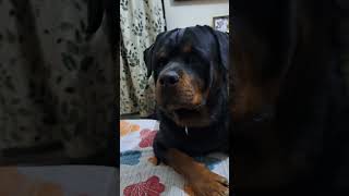 music song pop cover french lyrics rottweiler frenchbull blackpitbulldogattitude doglover [upl. by Areip]