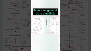 Panorama general de la glucólisis biologia greenscreen short glucolisis [upl. by Deland]