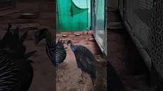 Vulturine guineafowl Birds 💙birds [upl. by Andreana]