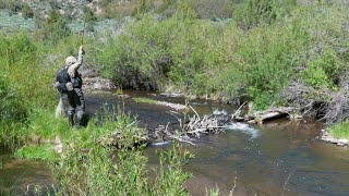 Ridiculous Amount of Different Dry Fly Hatches Happening at the Same Time  Fly Fishing Travel Vlog [upl. by Amehsyt]